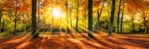 Wald