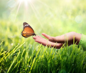 Schmetterling