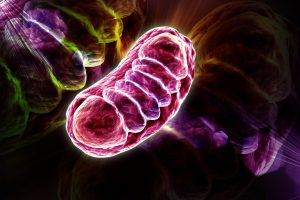 Mitochondrium Foto: © RAJCREATIONZS - Fotolia.com