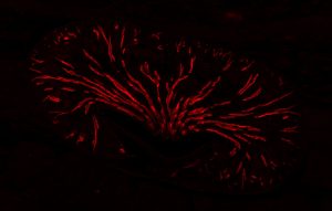 Die Niere einer Maus unter dem Mikroskop (Überblick). Das Sammelrohr ist mit einem Fluoreszenzfarbstoff rot eingefärbt. Bild: Janett Ruffert, Kai Schmidt-Ott, MDC