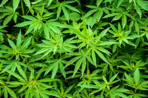 Cannabis