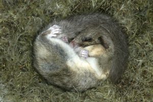 Auch Krebszellen kennen eine Art Winterschlaf. Foto: © PIXATERRA - Fotolia.com