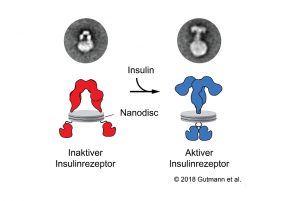 Illustration: © Gutmann et al