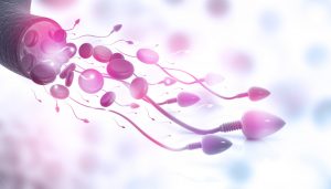 Spermien in Bewegung