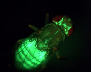 An Fliegen lässt sich der Energiestoffwechsel gut erforschen. Hier wird das Körperfett der Fliege durch das fluoreszierende Protein GFP ("green fluorescent protein") sichtbar gemacht. Quelle: Teleman/DKFZ