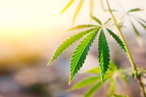 Cannabis