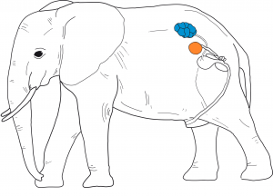 Hodenposition bei Elefanten