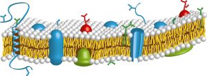 Schemazeichnung der Zellmembran