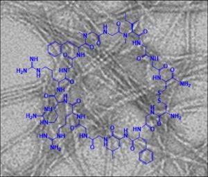Eine neue Klasse von designten makrozyklischen Peptiden wurde entwickelt, die hochpotente Hemmstoffe der Amyloidplaque-Bildung darstellen. Bild: Kapurniotu/ TUM