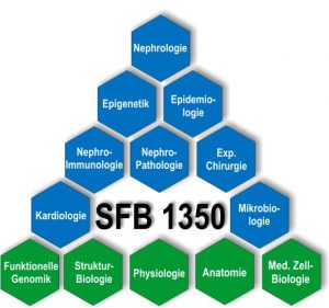 Die komplexen Krankheitsmechanismen bei Nierenleiden erfordern eine fächerübergreifende Zusammenarbeit. Bild: Prof. Dr. Richard Warth