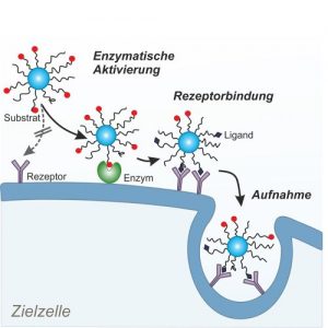 Virusmimetische Erkennung von Zielzellen durch Nanopartikel. Illustration: Universität Regensburg, Lehrstuhl für Pharmazeutische Technologie