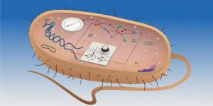 Die Wissenschaftler entwickelten einen integrierenden Regelkreis (vorne als Schaltplan dargestellt) für Kolibakterien. Bild: ETH Zürich / Christine Khammash