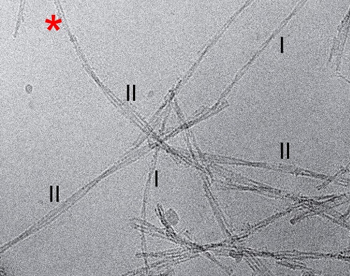 Kryo-elektronenmikroskopische Aufnahme von Aß-Amyloid-Fibrillen, welche aus menschlichem Hirngewebe von Alzheimer-Patienten aufgereinigt wurden. Hervorgehoben sind einzelne Fibrillen mit unterschiedlichen Formen (Morphologie I und II). Zu sehen ist außerdem eine Fibrille, welche in unterschiedlichen Bereichen verschiedene Morphologien aufweist (roter Asterisk). (©Kollmer et al., Nature Communications)