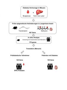 Die Forschenden haben frühe Veränderungen in DNA-Methylierungen in Diabetes-anfälligen Mäusen identifiziert und dann überprüft, welche davon sich beim Menschen vor der Diabetes-Diagnose nachweisen lassen. Illustration: DIfE