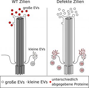 Eine Fehlfunktion der Primärzilie (rechts) führt zur Abgabe von kleinen extrazellulären Vesikeln (EV) anstelle großer Vesikel, wie es bei funktionierenden Zilien der Fall ist (links). Bild: © Viola Kretschmer / JGU