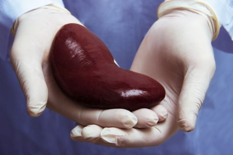 1000. Nierentransplantation am Universittsklinikum Gieen - Biermann  Medizin