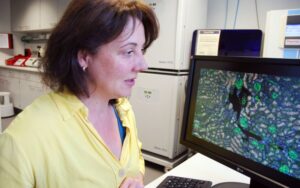 Eine Forschungsgruppe um PD. Dr. Ivonne Löffler vom Uniklinikum Jena untersuchte geschlechtsspezifische Unterschiede der Alterungsprozesse im Nierengewebe. Foto: Uta von der Gönna/UKJ