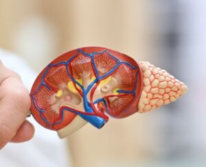 Das nephrologische Forschungslabor am Uniklinikum Jena erforscht die Mechanismen der diabetischen Nierenschädigung und hat jetzt epigenetische Veränderungen entschlüsselt, die mit Sauerstoffminderung im Gewebe zusammenhängen. Foto: Michael Szabó/UKJ
