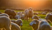 Versicherungsunternehmen erwartet Millionenschäden durch Tierseuchen