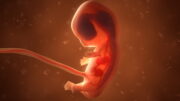 Schwangerschaft: Darmmikrobiom der Mutter beeinflusst die Gehirnentwicklung des Babys