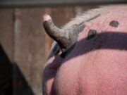 Geplante Änderungen des Tierschutzgesetzes stoßen auf Kritik bei Bauern und Tierfreunden
