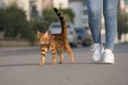 Katzen an der Leine - Harmlos oder Gefahr fürs Tierwohl?