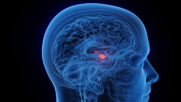 Macht der Mikroben: Auch die Psyche beeinflusst die Darmgesundheit