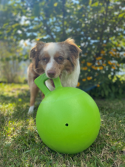 Sowohl Katzen als auch Hunde spielen gern mit ihren Besitzern Apportieren