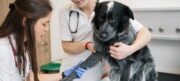 Erweiterungsstudium Erstkonsultation und -versorgung des Kleintierpatienten