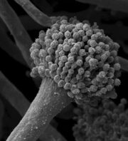 Pilzinfektion: Ein Protein schwächt die Immunabwehr