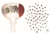Forscher simulieren mit KI visuelles System im Gehirn der Fruchtfliege