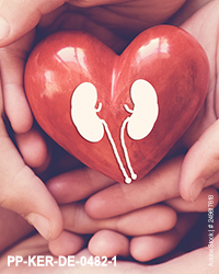 hands holiding red heart with kidney, world kidney day, organ do