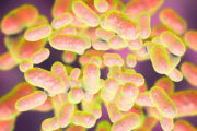 Mikrobiomforschung: Small RNA spielt Schlüsselrolle bei der Besiedelung, Darmbakterium Segatella copri im Fokus
