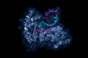 Pulmonale Karzinoide: TERT-Expression als Schlüsselfaktor für unterschiedliche Verläufe identifiziert