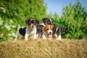 Studie beweist: Auch Hundewelpen kommunizieren durch Blicke mit Menschen