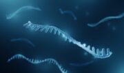 Mikro-RNAs: Neue Kartierung könnte zu besserer Fruchtbarkeitsbehandlung führen