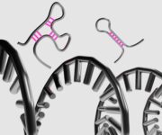 Medizin-Nobelpreis für die Entdeckung der microRNAs