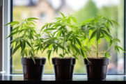Gewerkschaft: Cannabisgesetz hat sich nicht bewährt