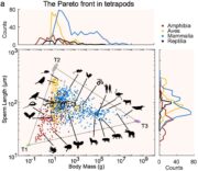 Wie evolutionäre Kompromisse die Spermienlänge bei Tetrapoden beeinflussen