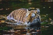 Vietnam: Dutzende Tiger und Löwen an Vogelgrippe verendet