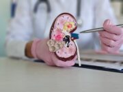 Nierenschäden: Hormonschub während der Pubertät kann das Risiko erhöhen