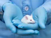 Was ein Darmpilz über Symbiose und Allergie verrät