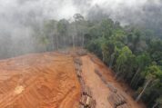 Untersuchung: Regenwaldschutz senkt Zahl der Atemwegserkrankungen
