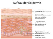 Epidermis-Erneuerung: Wichtige Funktion von Interleukin-38 entdeckt