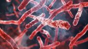 Tuberkulose: Fehlerhaftes Enzym macht resistente Bakterien anfälliger für neueres Antibiotikum