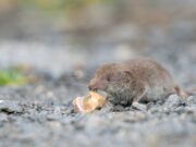 Mit Igeln weitere Tierart empfänglich für Infektion mit dem Borna Disease Virus 1