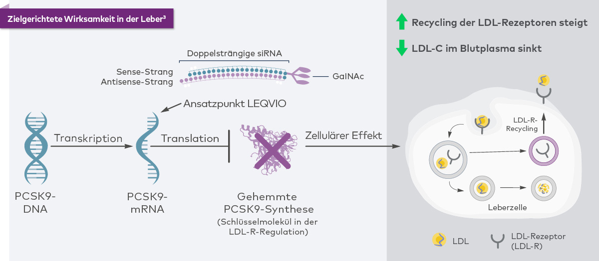 Wirkmechanismus von LEQVIO