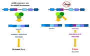 Langsames RNA-Splicing führt zu Zelltod