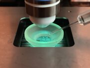 Retinale Ganglienzellen: Nervenzellen blinder Mäuse bleiben sehtauglich