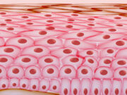 PGE2-Blockade: Potenzial für Hautkrebsprävention und Anti-Aging?